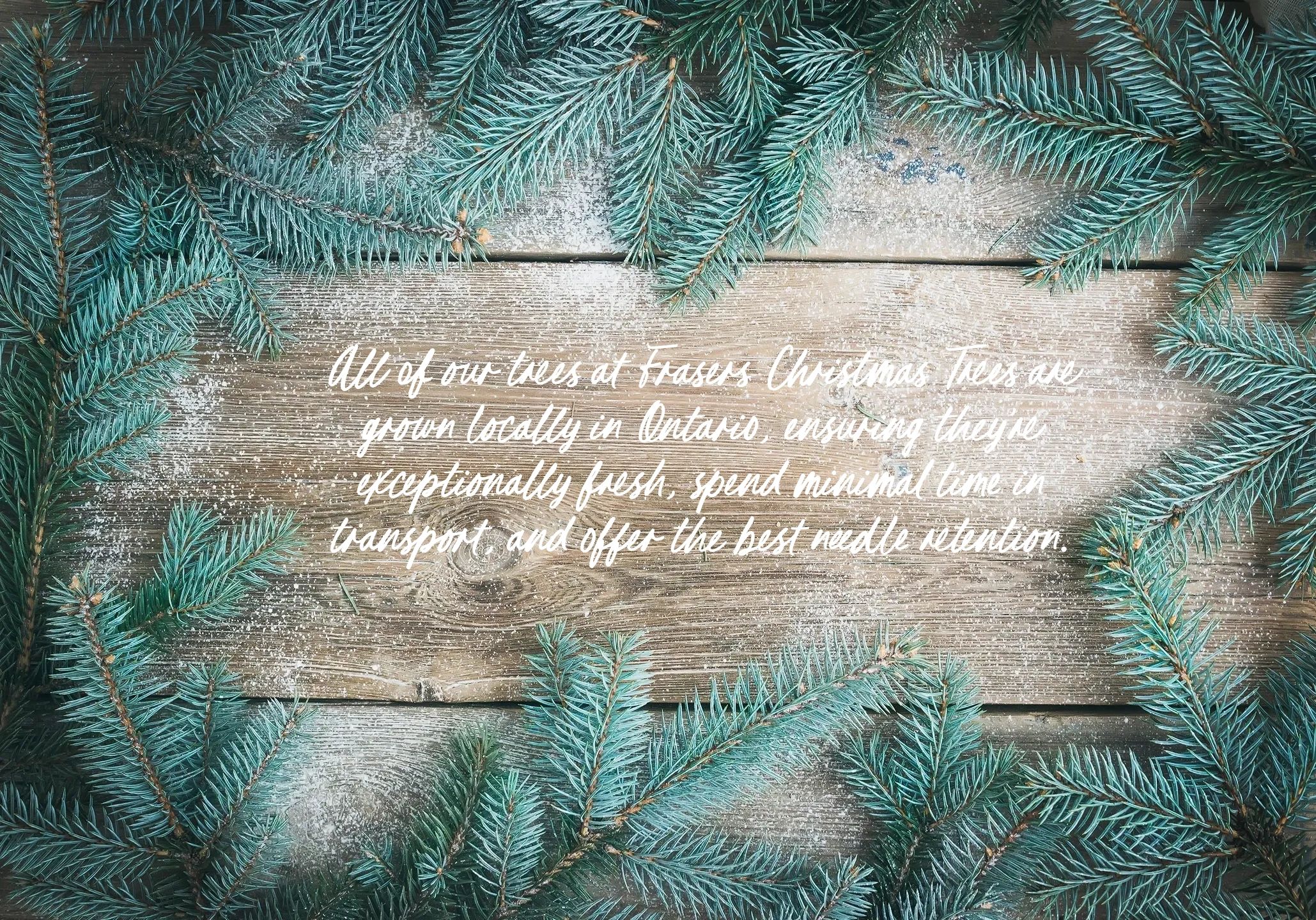 Fresh Fraser fir evergreen branches