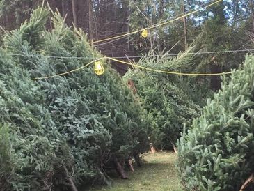 Christmas Trees